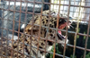 Kundapur: Leopard rescued from well after 3 days